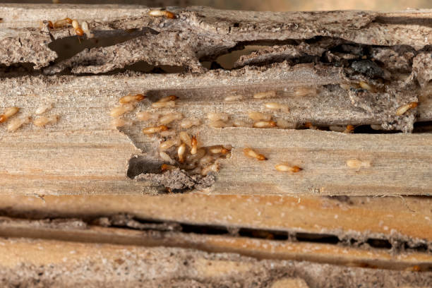 Best Emergency Pest Control  in Everett, MA